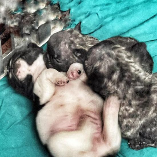 BULDOGGHINI CUCCIOLI